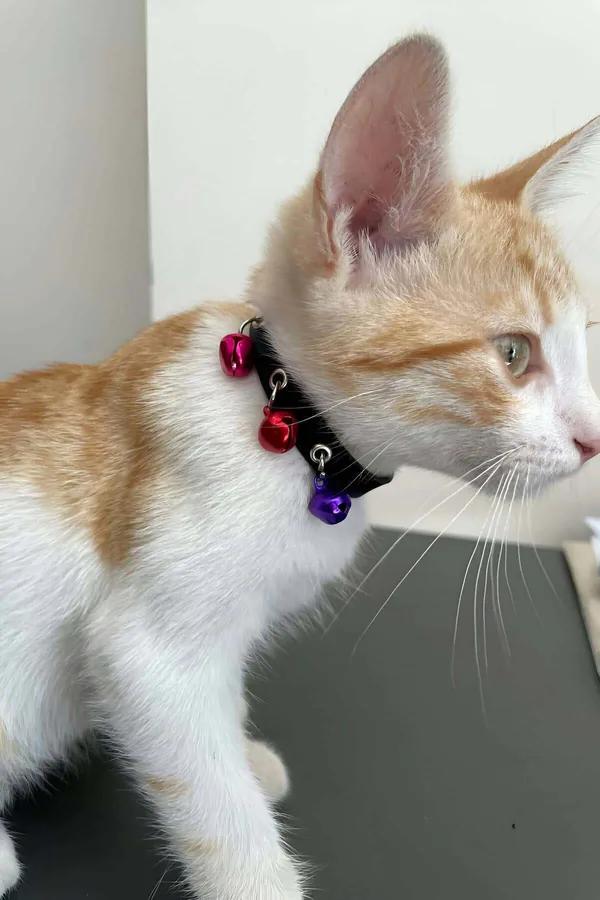 Faux Leather Choker Collar with Multi-Color Bell Charms
