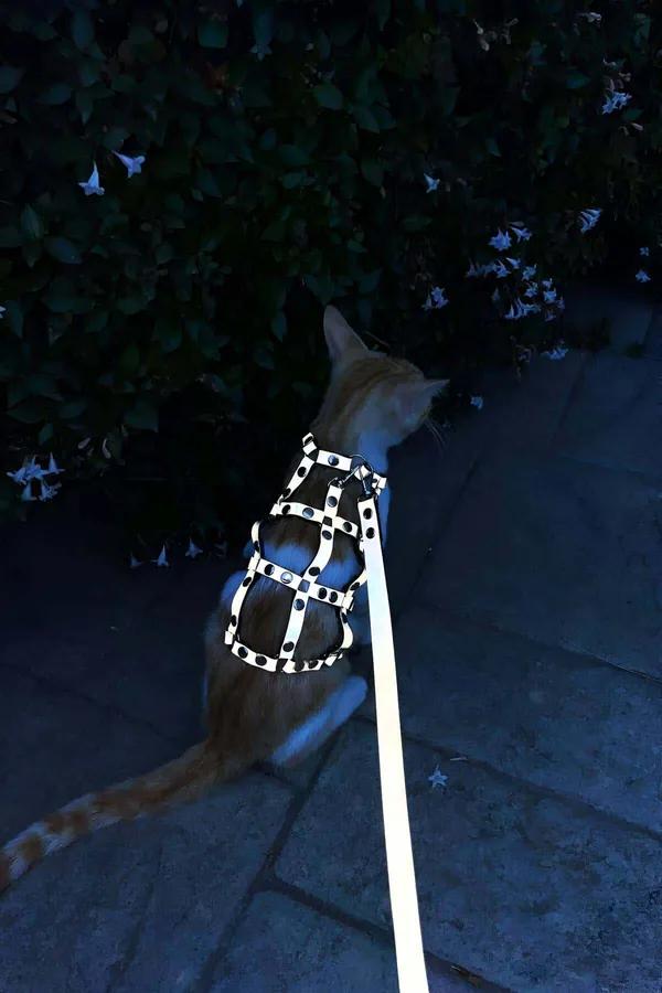 Reflective Chest & Back Harness with Studs and Leash