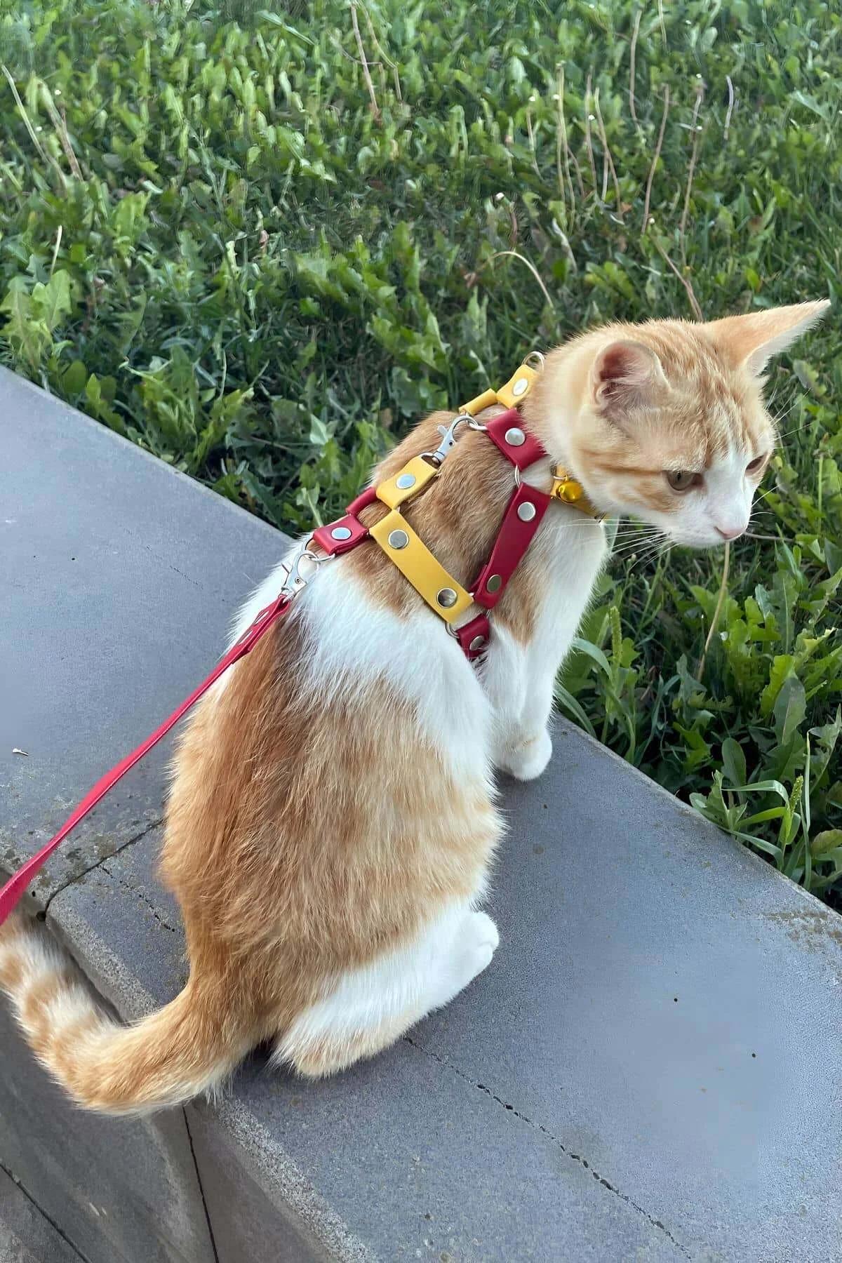Cat Harness Adjustable Leather Leash Set for Safe Outdoor Walks