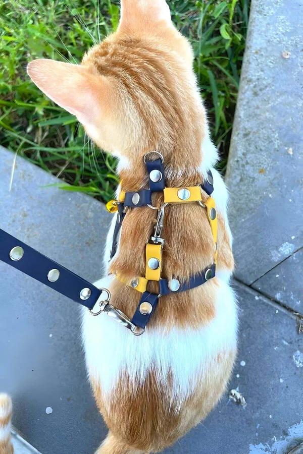 Navy and yellow faux leather adjustable cat harness with silver dome rivets on orange tabby cat outdoors