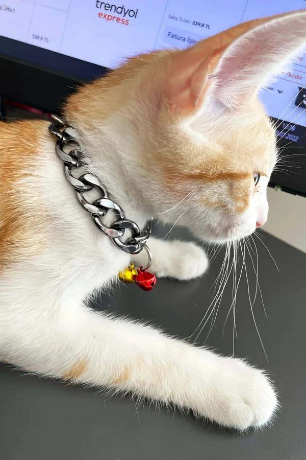 Silver chunky curb chain cat choker with red and yellow mini bells on orange and white cat