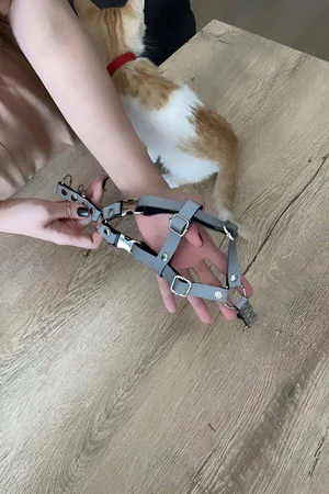 Reflective Cat Harness Reflecting in the Dark, Cat Harness with Special Collar - NPC005