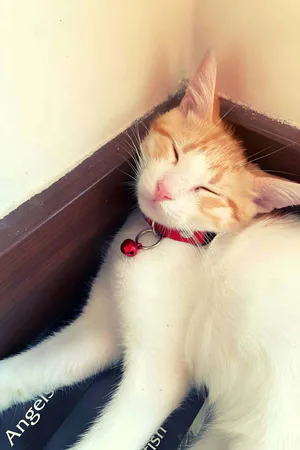 1.5 cm Leather Bell Cat Collar - NPC010