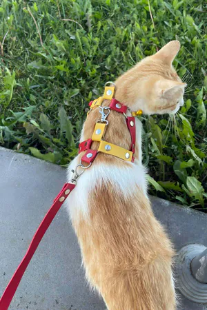 Leather Cat Collar, Leather Cat Collar - NPC013